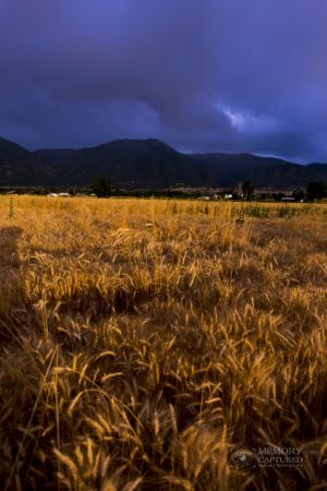 Wheat in the storm.jpg